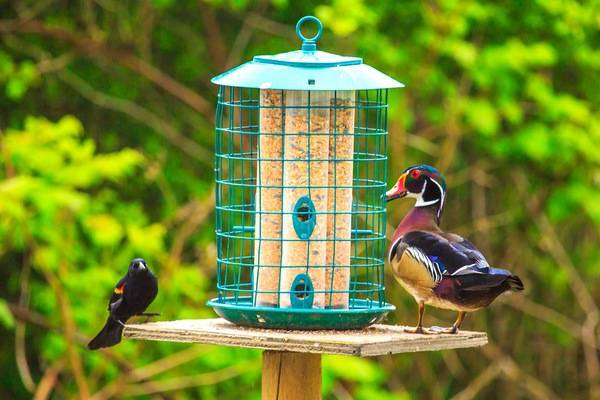 File:Birds…Red Winged Blackbird & Wood Duck, both Males (8728446800).jpg by Murray Foubister is licensed under CC BY-SA 2.0.
